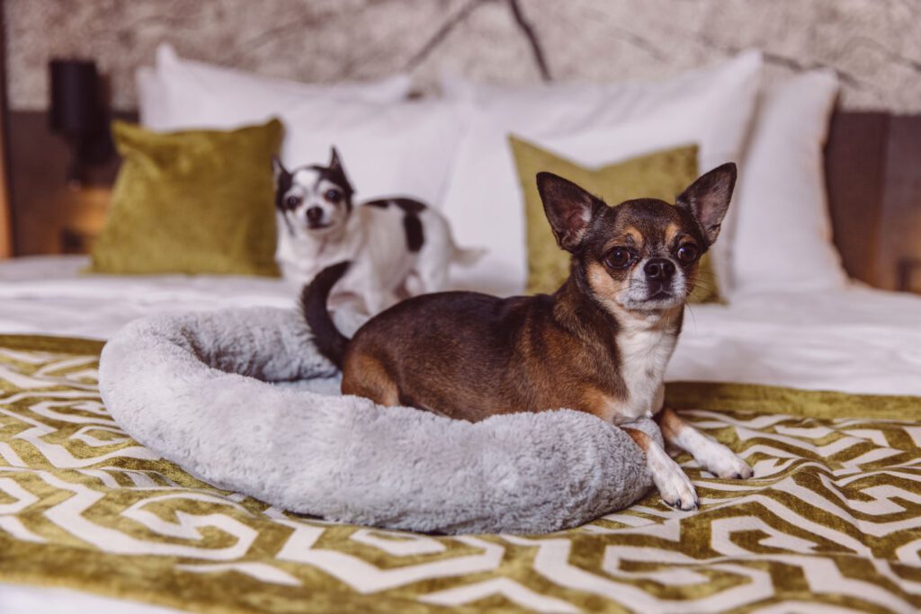 Kids Pet friendly (3) Haustire Willkommen